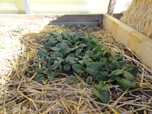 new crop of spinach in my cold frame