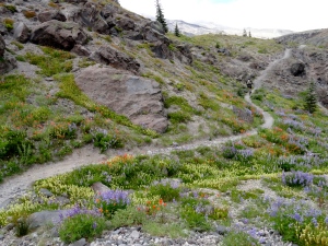 Mt St Helens in an August wildflower bloom!
